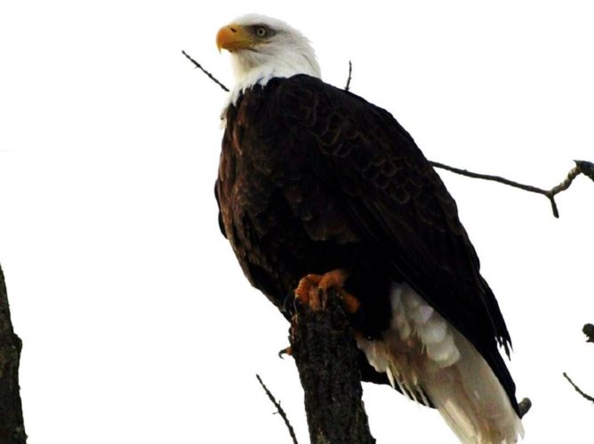 Eagle Cam should produce another exciting season